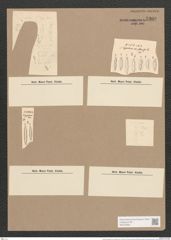 Synedra hyperborea var. flexuosa Grun. (de-Toni-Nr.: Genus 66, Species 2598) Zeichnungen Sammlung Grunow Nr. 5300 (NHMW-BOT-W0373694)